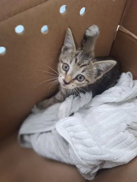 Piper