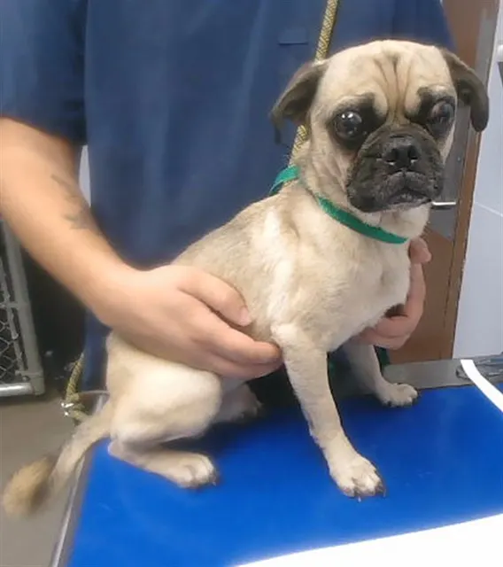 Mr Puggster