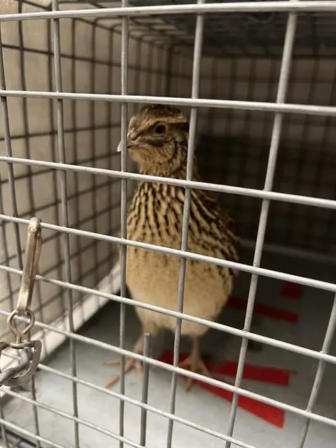 *Shaquail O'Neil