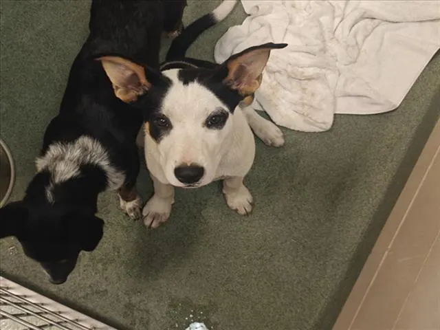 Adoptable Dog