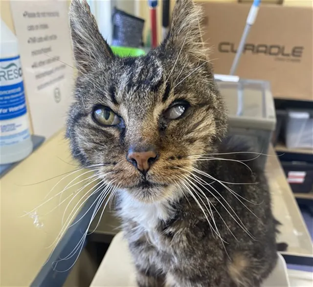 Adoptable Cat