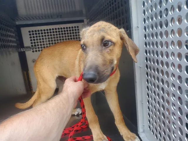 Pupplo