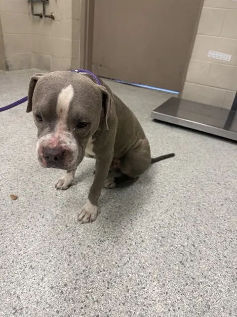 Adoptable Dog