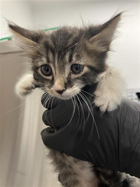 Adoptable Cat