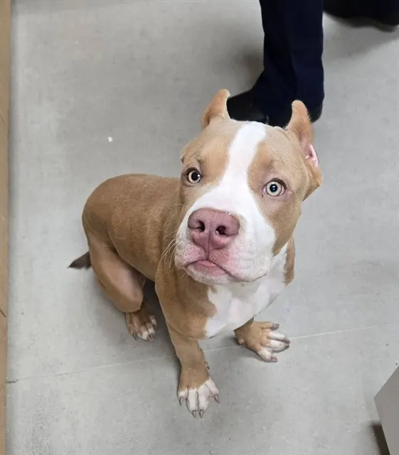 Adoptable Dog