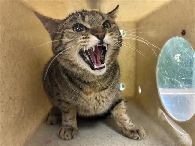 Adoptable Cat