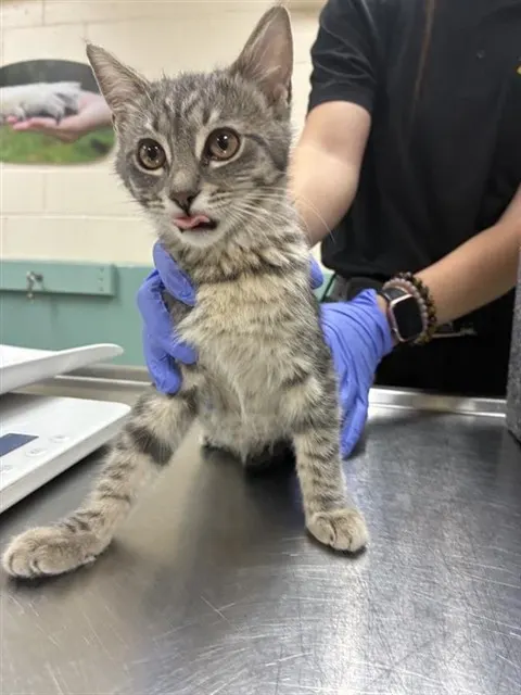 Adoptable Cat