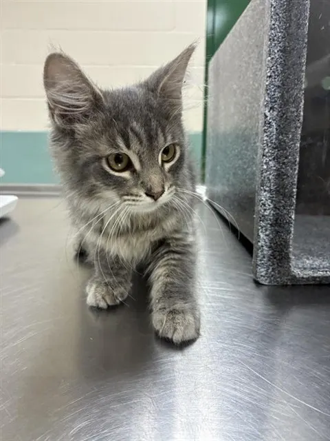 Adoptable Cat