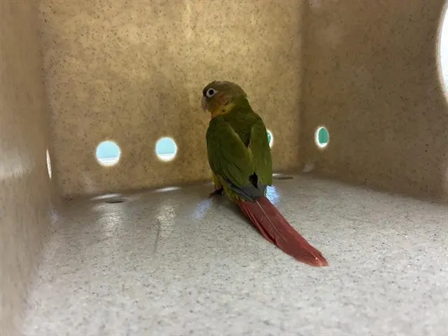 Adoptable Bird