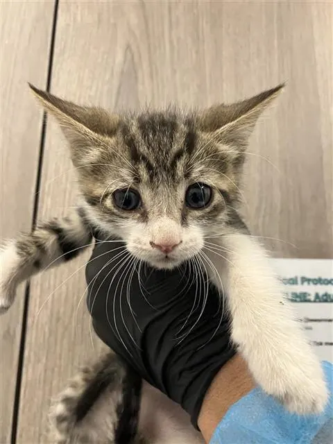 Adoptable Cat