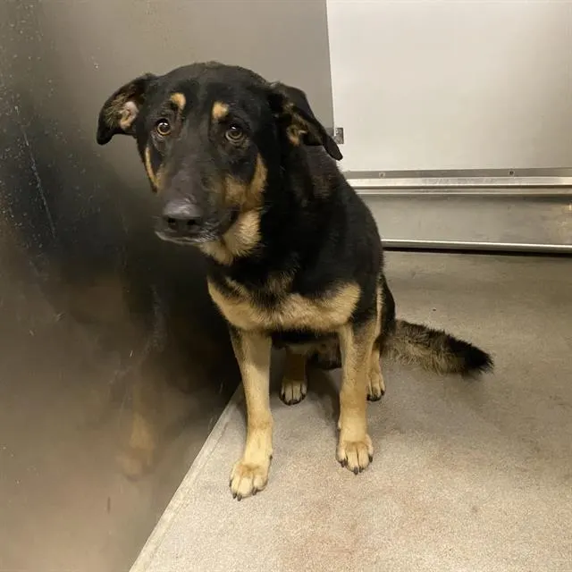 Adoptable Dog