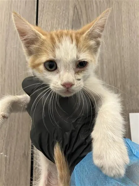 Adoptable Cat
