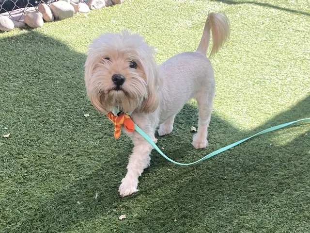 Darla