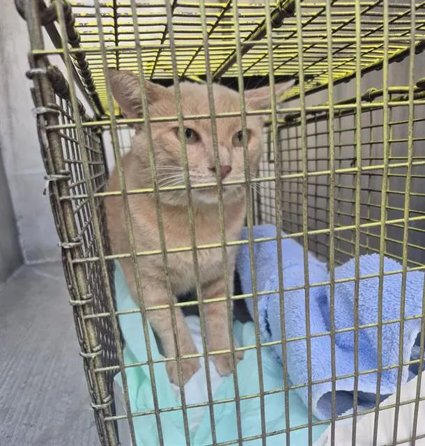 Adoptable Cat