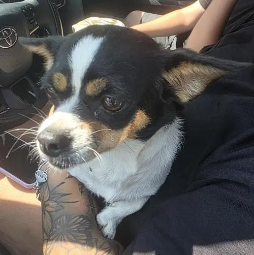 Moomoo