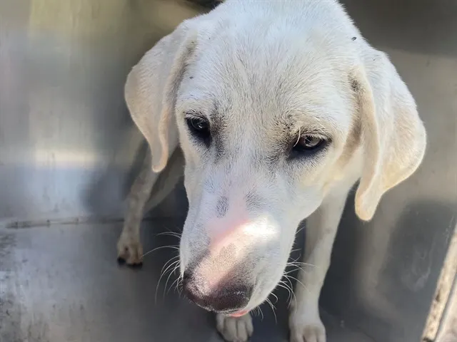 Marshmellow