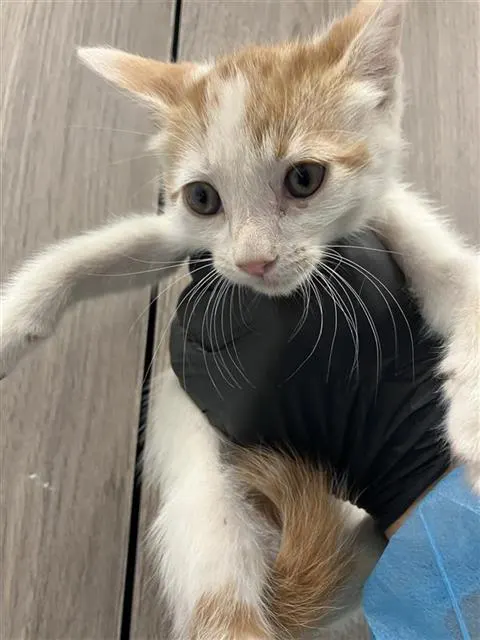 Adoptable Cat