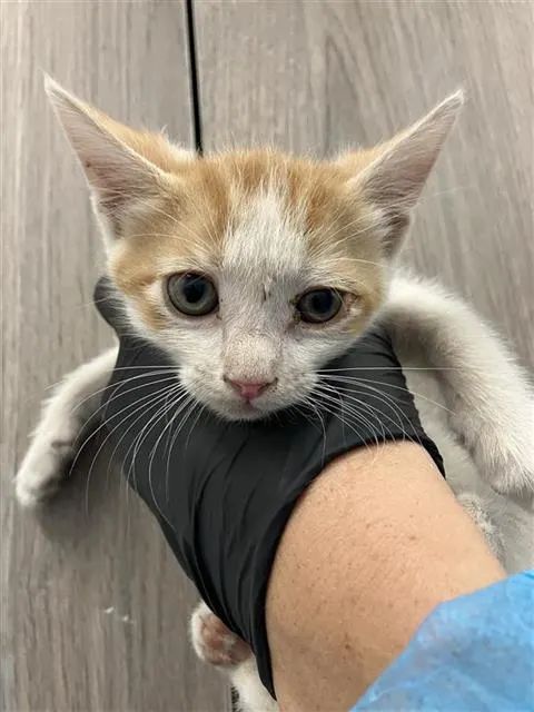 Adoptable Cat