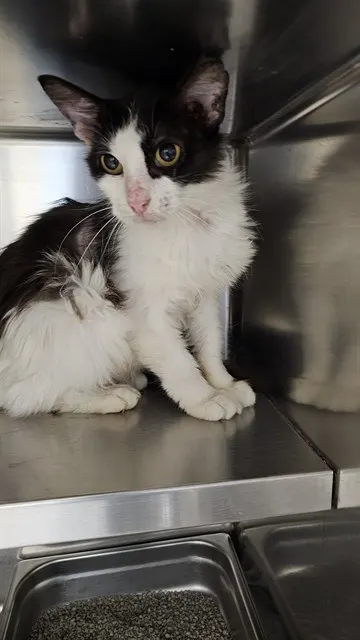 Adoptable Cat