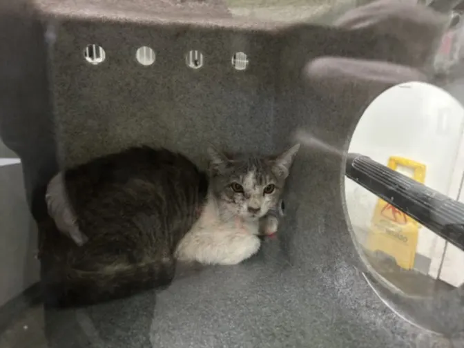 Adoptable Cat