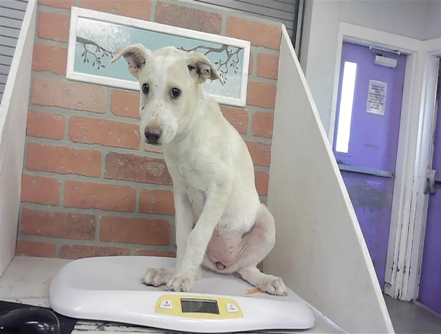 Adoptable Dog