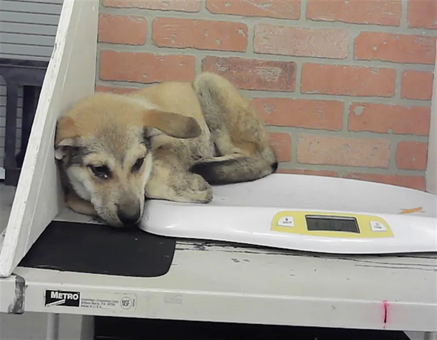 Adoptable Dog