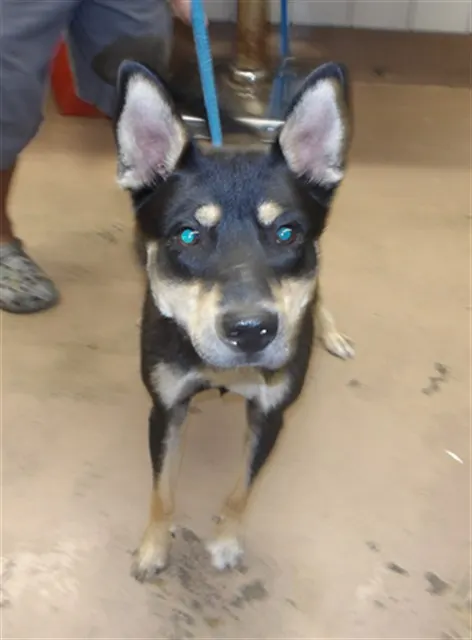 Adoptable Dog