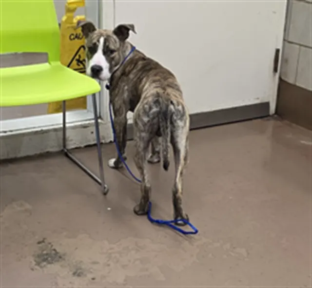 Adoptable Dog