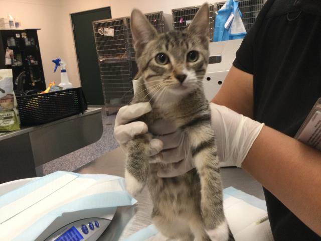 Adoptable Cat