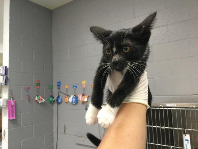 Adoptable Cat
