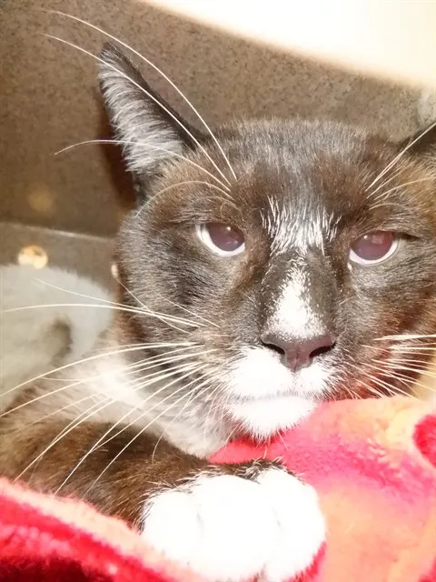 Adoptable Cat