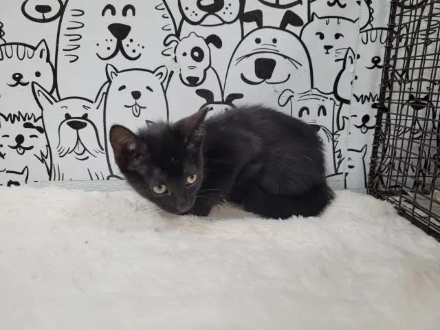 Adoptable Cat