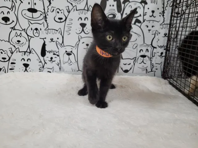 Adoptable Cat