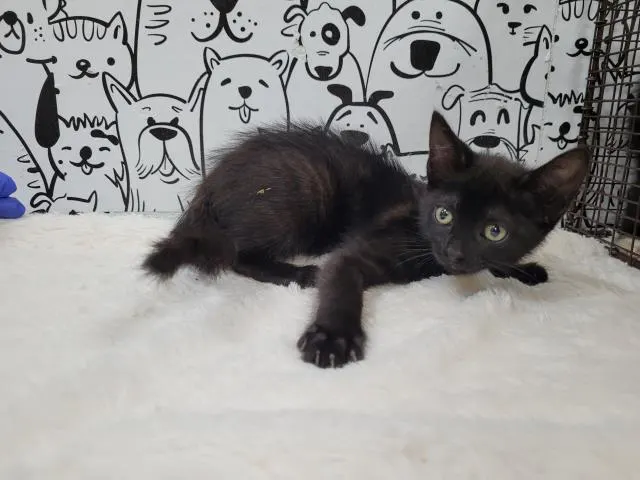 Adoptable Cat