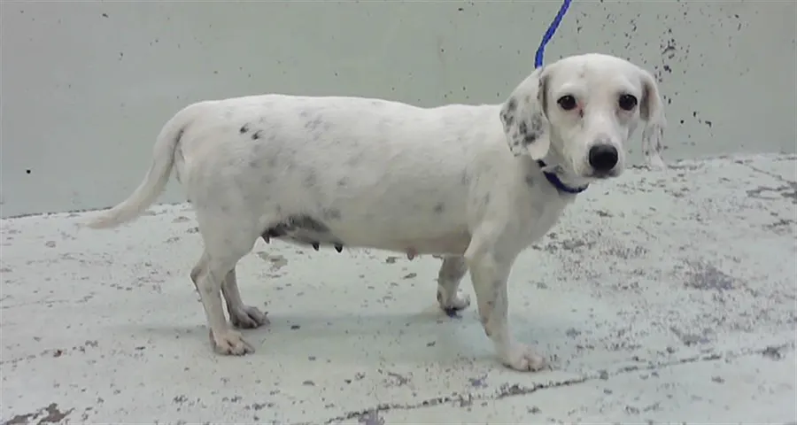 Adoptable Dog