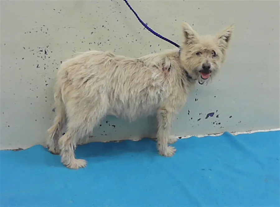 Adoptable Dog