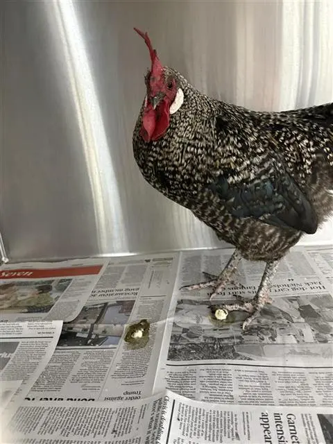 Jean-Cluck Van Damme*