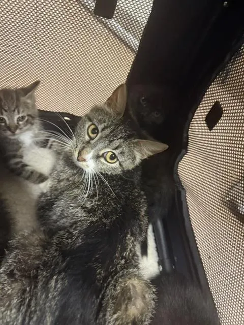 Mittens