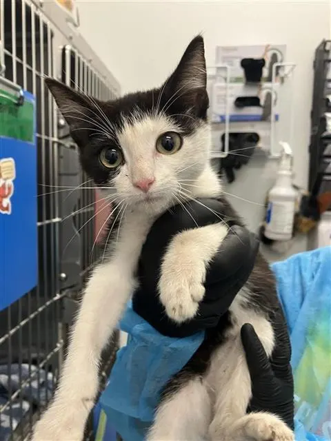 Adoptable Cat