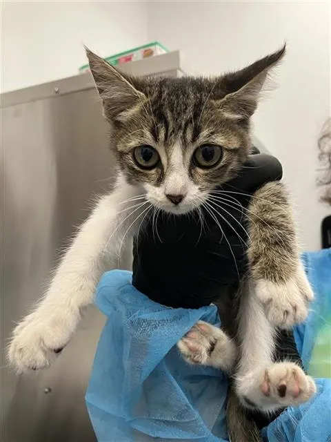 Adoptable Cat