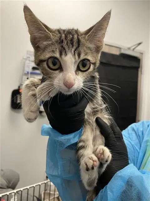 Adoptable Cat