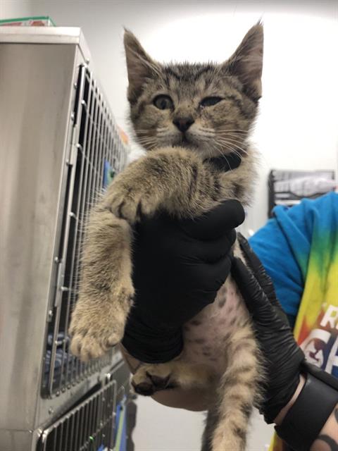 Adoptable Cat