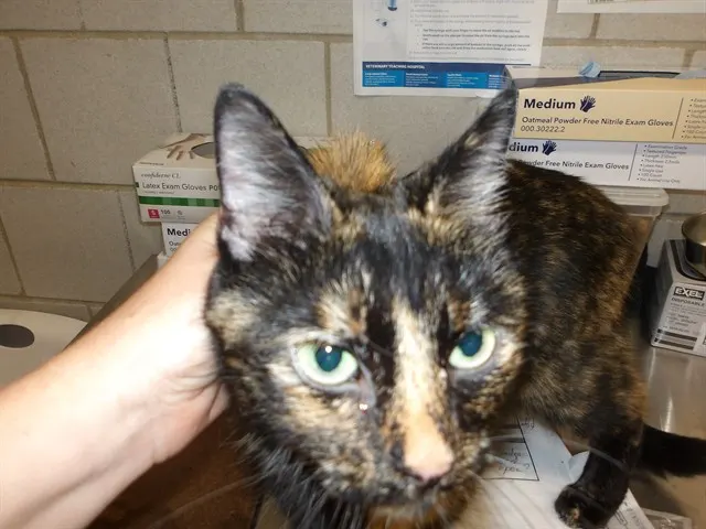 Adoptable Cat