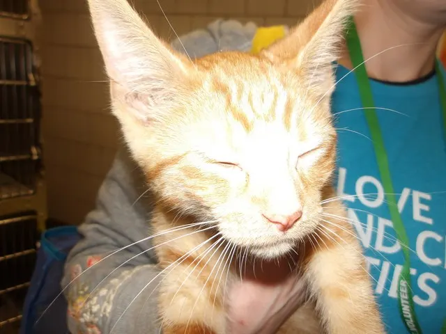 Adoptable Cat