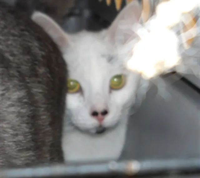 Adoptable Cat