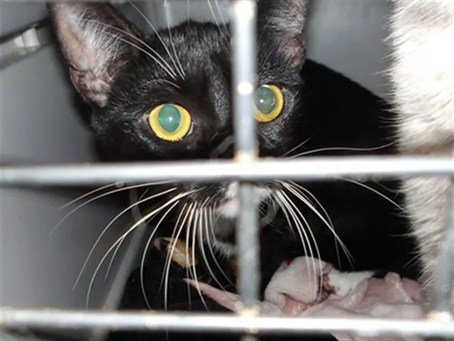 Adoptable Cat