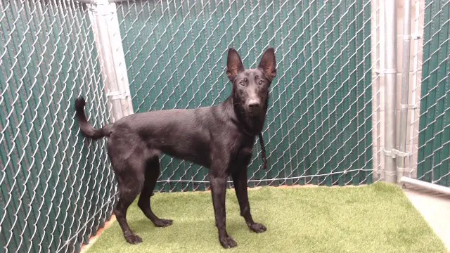 Negra