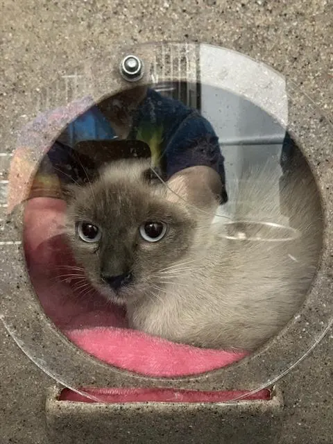 Adoptable Cat