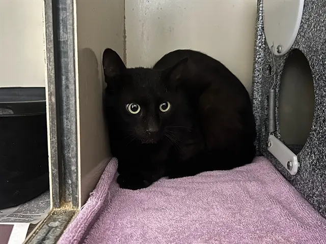 Adoptable Cat