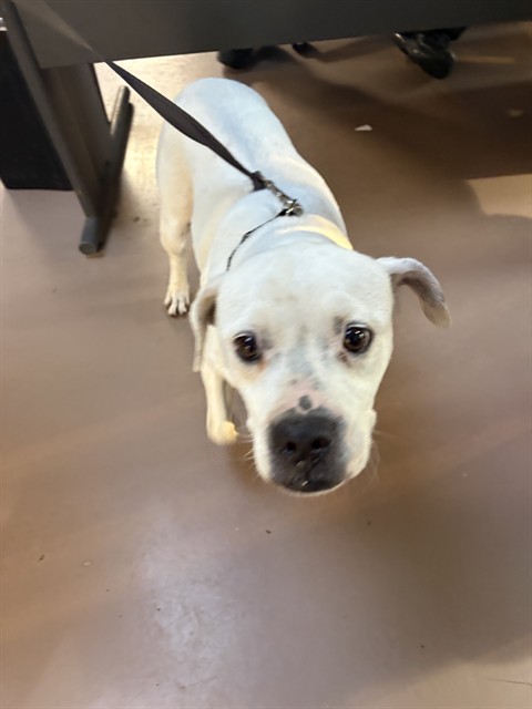 Adoptable Dog